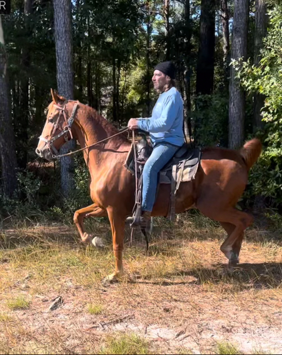 Horse on forest trail
